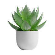 Aloe Vera Plant